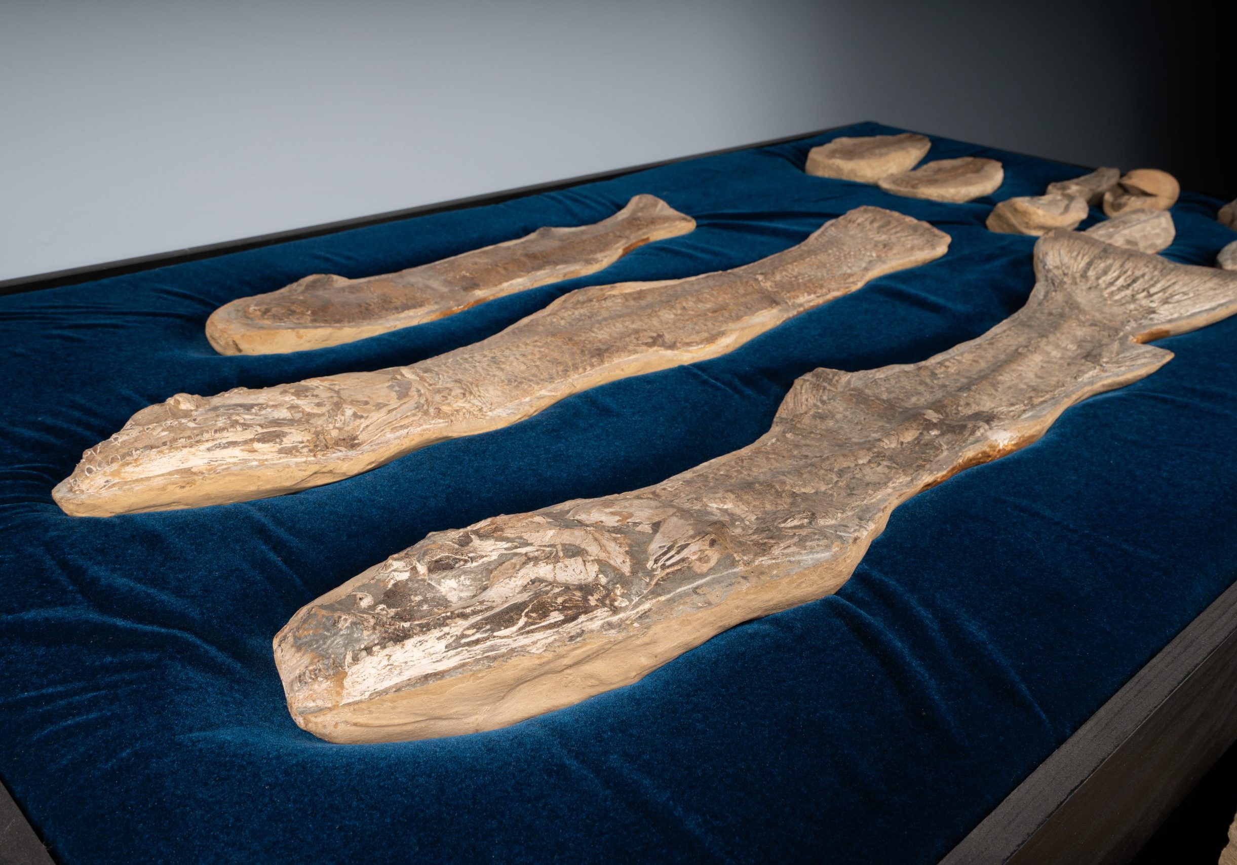 Fish_Display_1