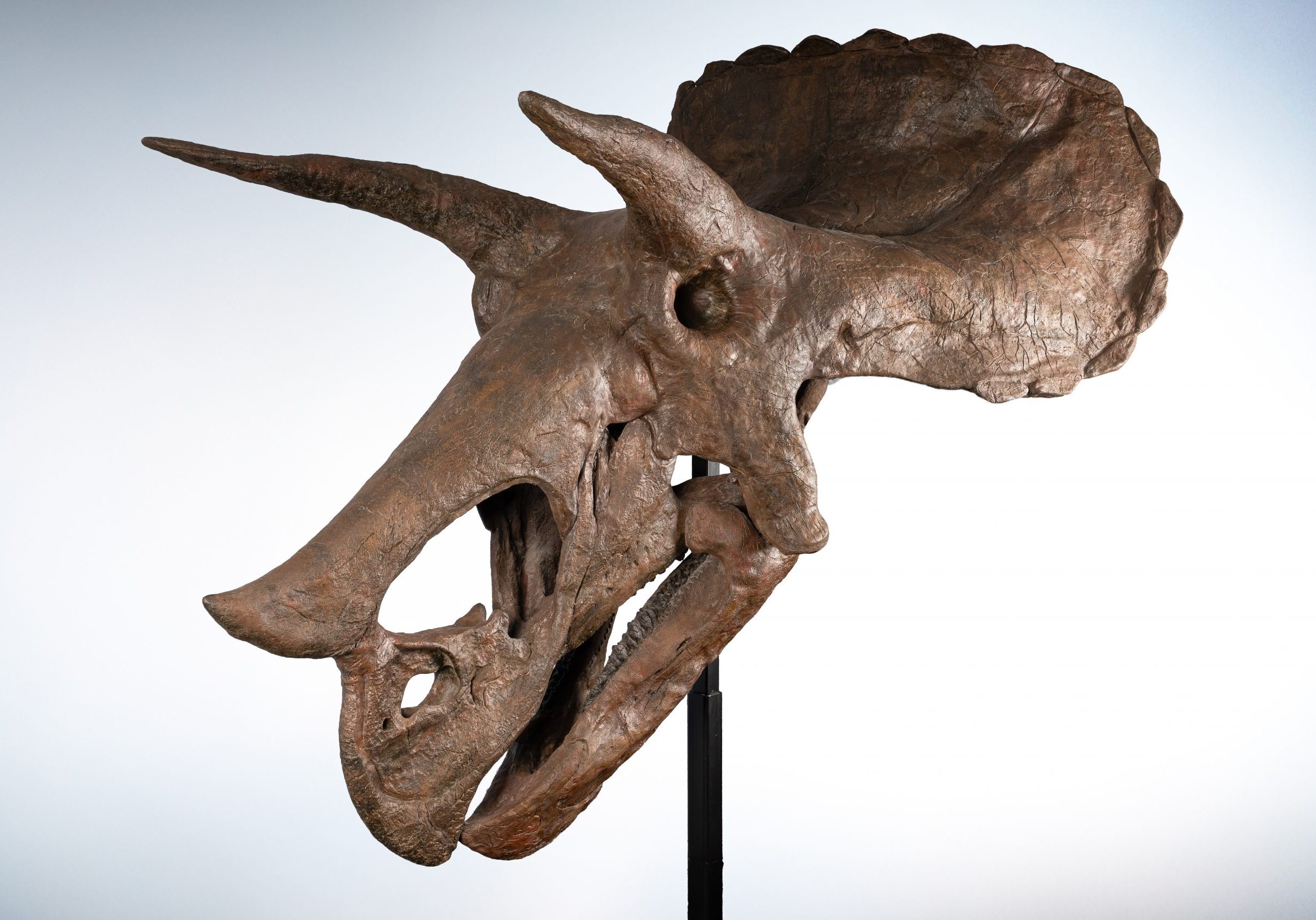Skulls_5